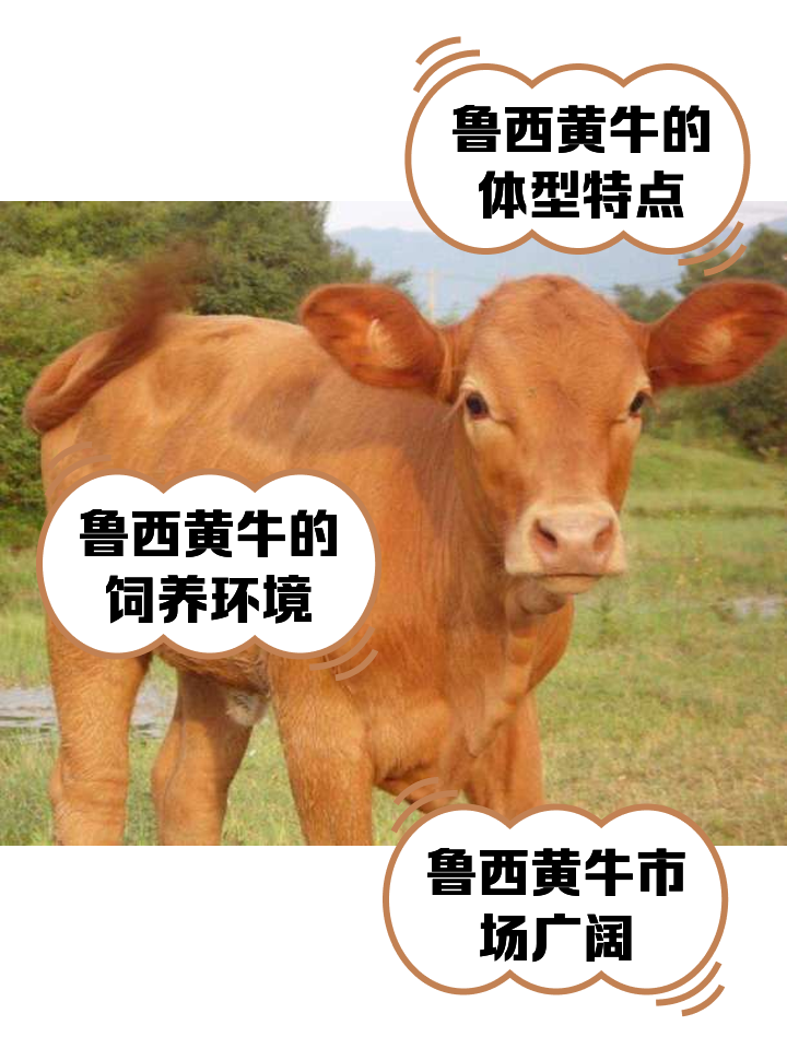 山东最新医保取现黄牛方法分析(最方便真实的山东医保取现黄牛怎么取方法)
